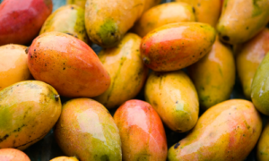 WHICH COUNTRY IN THE WORLD GROWS THE BEST MANGOES Mangoes are loved for their sweet and juicy flavor and their aroma. They